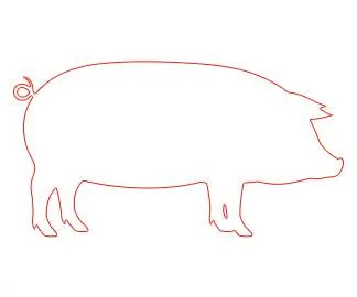 rysunek świni